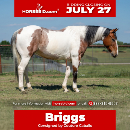 HorseID: 2305572 Sonny Tango - PhotoID: 1089051