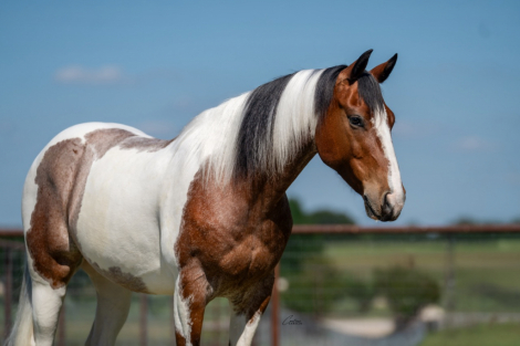 HorseID: 2305572 Sonny Tango - PhotoID: 1089052
