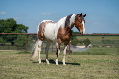 HorseID: 2305572 Sonny Tango - PhotoID: 1089053