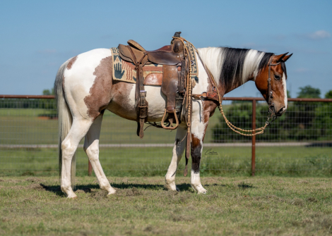 HorseID: 2305572 Sonny Tango - PhotoID: 1089054