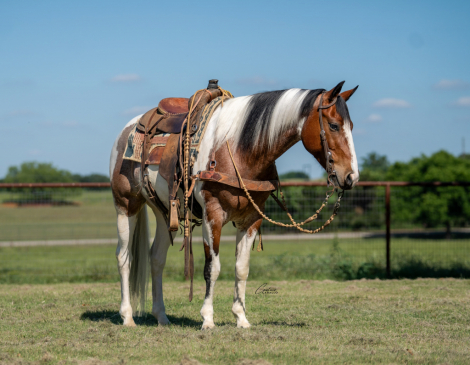 HorseID: 2305572 Sonny Tango - PhotoID: 1089055