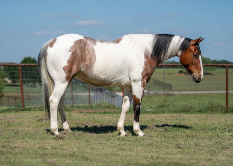 HorseID: 2305572 Sonny Tango - PhotoID: 1089056