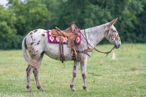 HorseID: 2305574 Big Easy - PhotoID: 1089058
