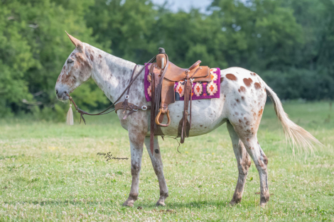 HorseID: 2305574 Big Easy - PhotoID: 1097175