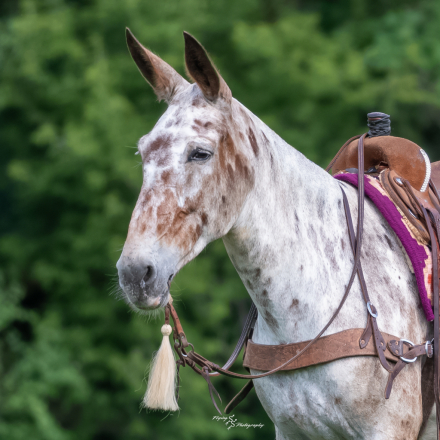 HorseID: 2305574 Big Easy - PhotoID: 1097176