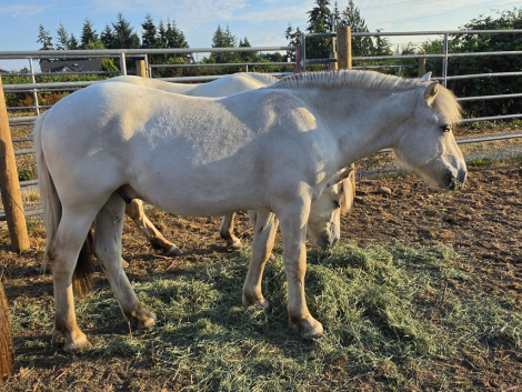 HorseID: 2306015 MSM Hermes Skromt - PhotoID: 1102830