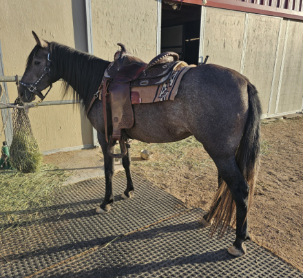 HorseID: 2306376 Roxanne -- Three-Year Old Mustang Filly - PhotoID: 1090066