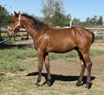 HorseID: 2306429 Really Big Dill - PhotoID: 1090145