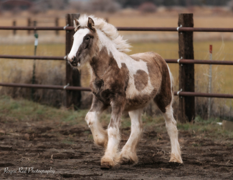 HorseID: 2306621 High Desert Daenerys - PhotoID: 1090375
