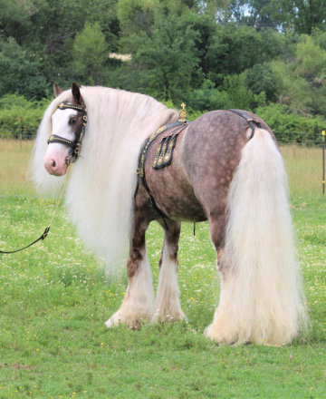 HorseID: 2306621 High Desert Daenerys - PhotoID: 1090376