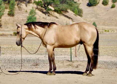 HorseID: 2306693 ARROYO - PhotoID: 1102482