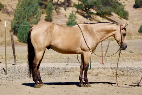HorseID: 2306693 ARROYO - PhotoID: 1102483