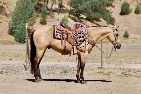 HorseID: 2306693 ARROYO - PhotoID: 1102484