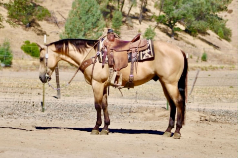 HorseID: 2306693 ARROYO - PhotoID: 1102485