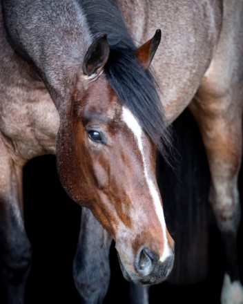 HorseID: 2306840 MtCup Of Tito - PhotoID: 1101869