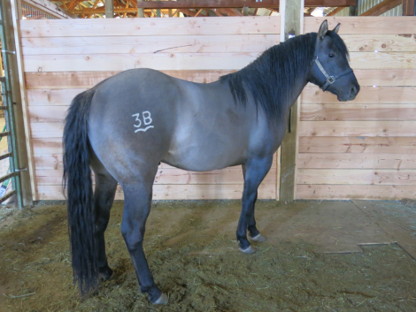 HorseID: 2306850 PocosprettyBlackburn - PhotoID: 1102532