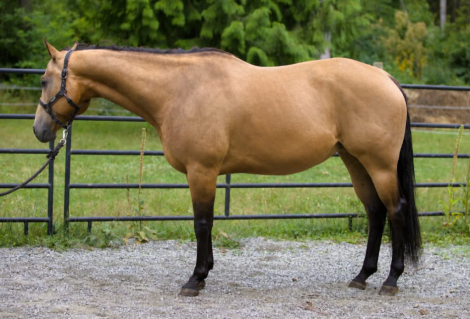 HorseID: 2306937 ARBONS FAMUS FRENCHMAN - PhotoID: 1090747