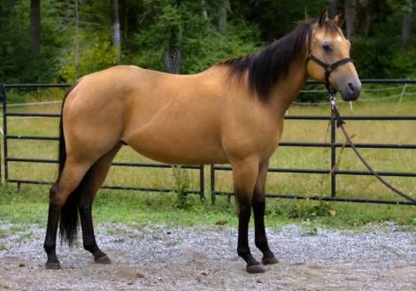 HorseID: 2306937 ARBONS FAMUS FRENCHMAN - PhotoID: 1090748