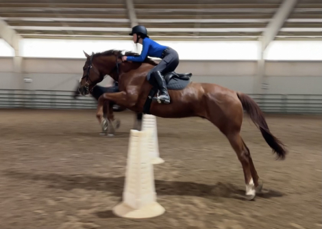 HorseID: 2306964 Concertos Encore - PhotoID: 1103151