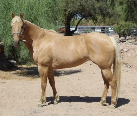 HorseID: 2307164 TWO ID SKIPABAR - PhotoID: 1102486