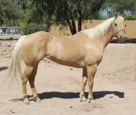HorseID: 2307164 TWO ID SKIPABAR - PhotoID: 1102487