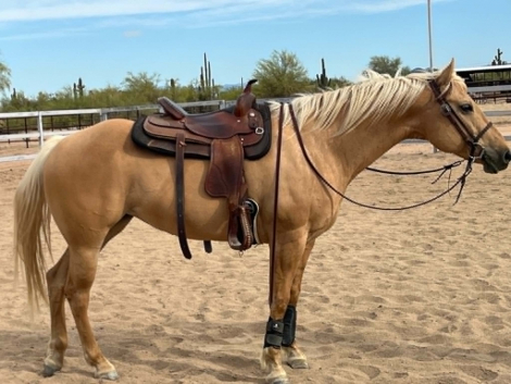 HorseID: 2307164 TWO ID SKIPABAR - PhotoID: 1102488