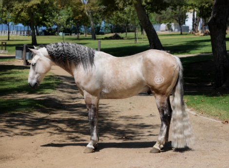 HorseID: 2307274 CONCHO - PhotoID: 1091368