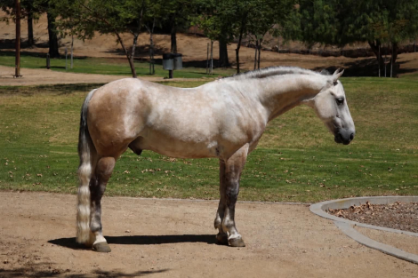 HorseID: 2307274 CONCHO - PhotoID: 1091369