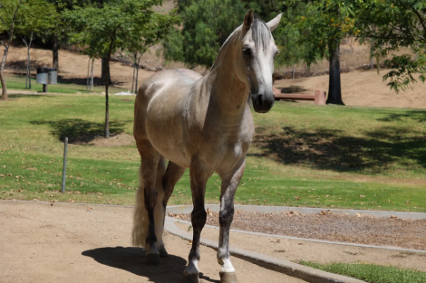 HorseID: 2307274 CONCHO - PhotoID: 1091370