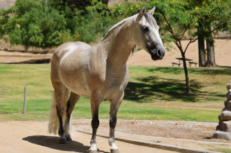 HorseID: 2307274 CONCHO - PhotoID: 1091371