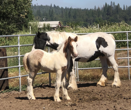 HorseID: 2307633 First Class Jewels - PhotoID: 1091586
