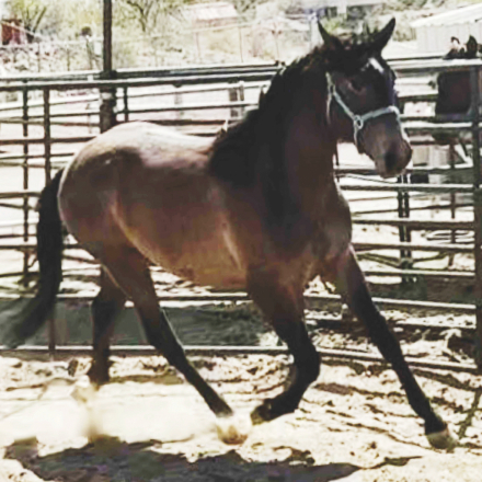 HorseID: 2307909 ANDALUSIAN HERD REDUCTION SALE-Geldings/Mares - PhotoID: 1091945