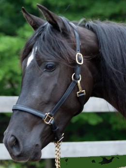 HorseID: 2307909 ANDALUSIAN HERD REDUCTION SALE-Geldings/Mares - PhotoID: 1091946