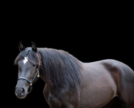 HorseID: 2307909 ANDALUSIAN HERD REDUCTION SALE-Geldings/Mares - PhotoID: 1091947