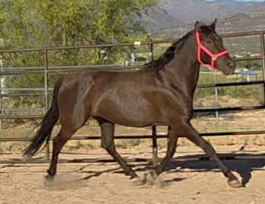 HorseID: 2307909 ANDALUSIAN HERD REDUCTION SALE-Geldings/Mares - PhotoID: 1101303