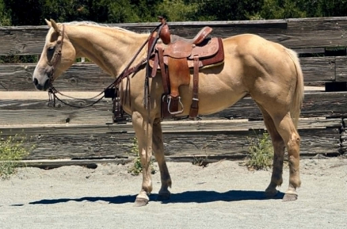 HorseID: 2308124 BELLE - PhotoID: 1092219