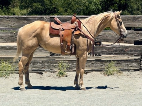 HorseID: 2308124 BELLE - PhotoID: 1092221