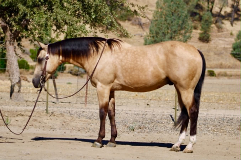 HorseID: 2308354 ALFIE - PhotoID: 1092494