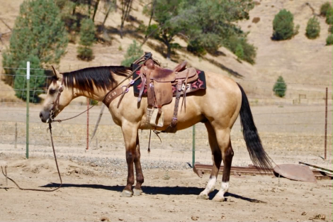 HorseID: 2308354 ALFIE - PhotoID: 1092495