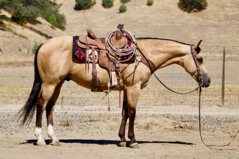 HorseID: 2308354 ALFIE - PhotoID: 1092496