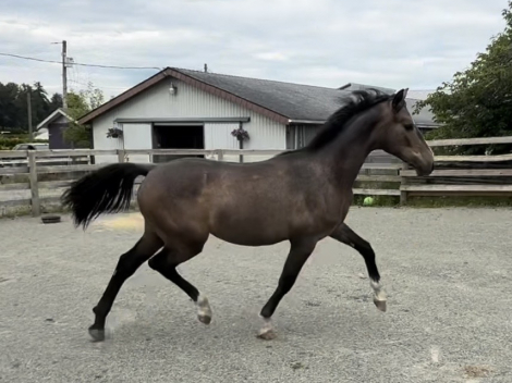 HorseID: 2308452 ATS Devonshire Cream - PhotoID: 1101481