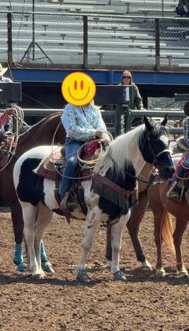 HorseID: 2309115 Lyp Twoeyed Daytona - PhotoID: 1102209