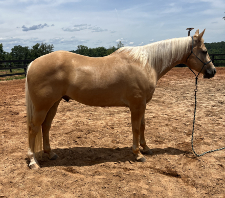 HorseID: 2309366 Think Im Magic - PhotoID: 1101565