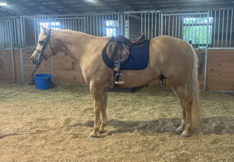 HorseID: 2309366 Think Im Magic - PhotoID: 1101566