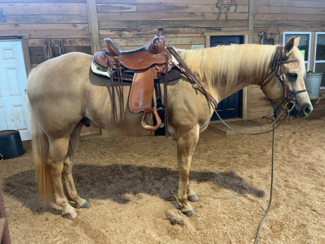 HorseID: 2309366 Think Im Magic - PhotoID: 1101567