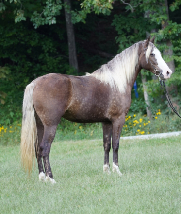 HorseID: 2309444 Cheyenne Face Of Light - PhotoID: 1101287