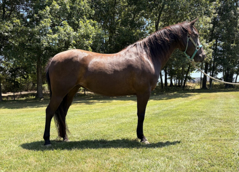 HorseID: 2309655 Mtntop Lady Bird Brooklyn - PhotoID: 1102856
