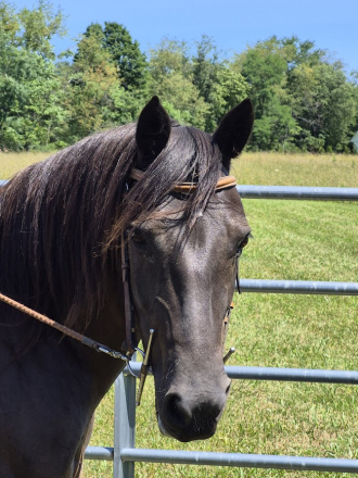 HorseID: 2309655 Mtntop Lady Bird Brooklyn - PhotoID: 1102857