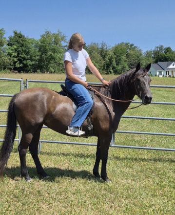 HorseID: 2309655 Mtntop Lady Bird Brooklyn - PhotoID: 1102858
