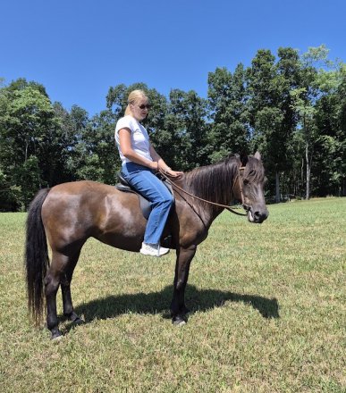 HorseID: 2309655 Mtntop Lady Bird Brooklyn - PhotoID: 1102859
